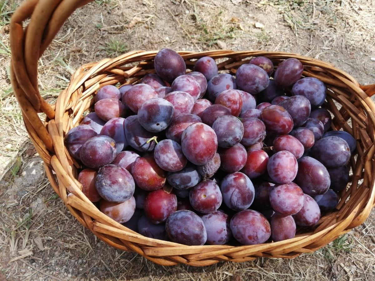 Fauglia Masseria Le Querciole מראה חיצוני תמונה