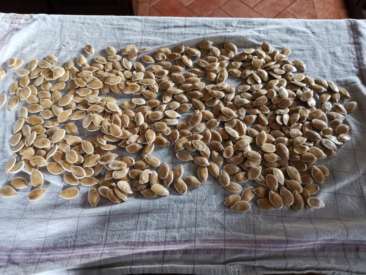 Fauglia Masseria Le Querciole מראה חיצוני תמונה